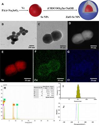 Engineering zinc oxide hybrid selenium nanoparticles for synergetic anti-tuberculosis treatment by combining Mycobacterium tuberculosis killings and host cell immunological inhibition